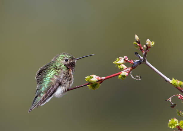 istock A broad-tailed hummingbird rests on a branch in Wyoming. 1244887216