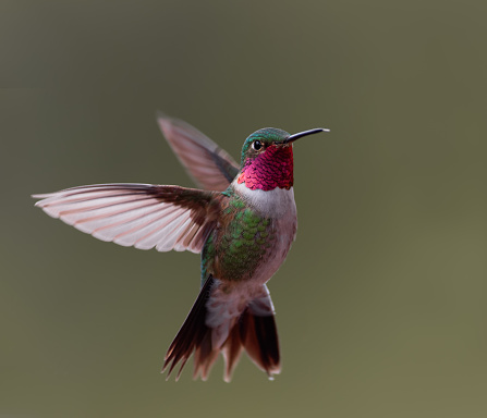 When hovering, broad-tailed hummingbirds move their wings at 50 wing beats per second.