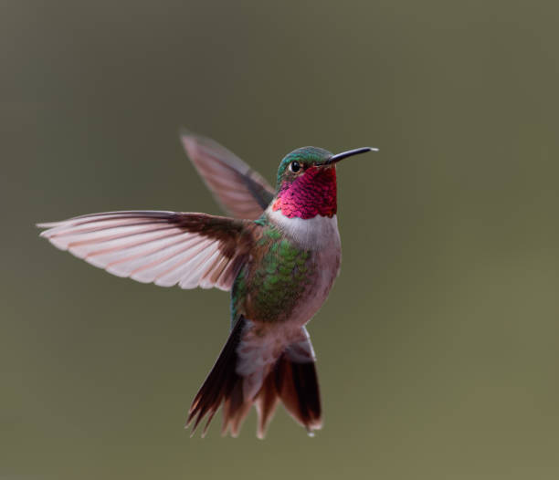 Photo of A broad-tailed hummingbird hovers in midair in Colorado