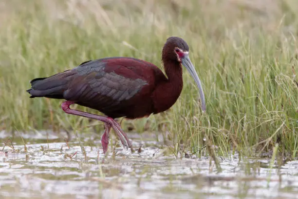 The ibis feeds mostly on aquatic insects, earthworms and crustaceans.