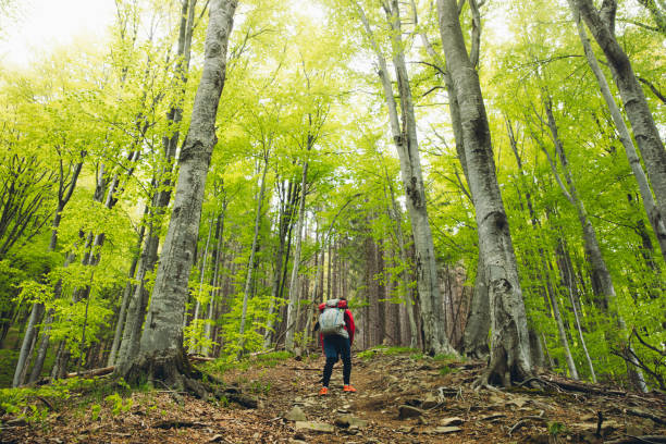 Man hiker in red jacket have a great trip in the sunny colorful forest up to the mountains in Carpathians, Ukraine