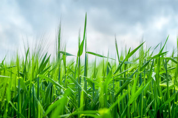 istock Rye spikelets close up at beginning of the summer 1244897866
