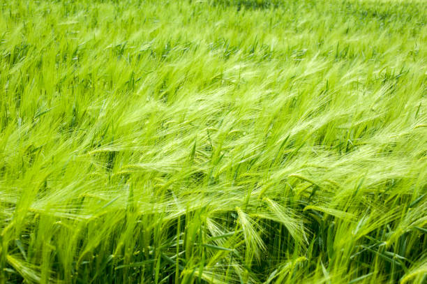 istock Rye spikelets close up at beginning of the summer 1244898374