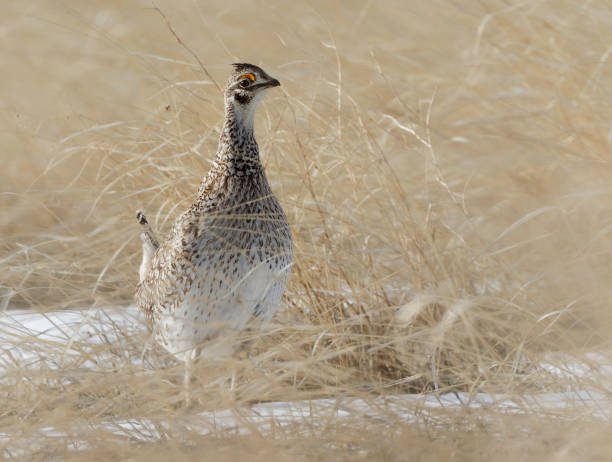 istock A male sharp-tailed grouse is on alert on the Wyoming prairie. 1244899608