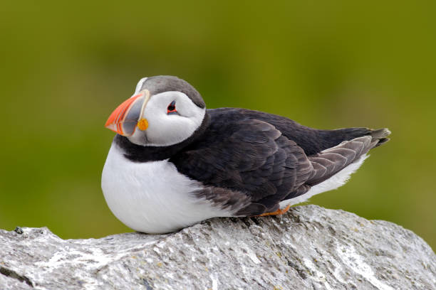 puffin atlântico, artica fratercula, pássaro bonito preto e branco artico com conta vermelha sentado na rocha, habitat natural, islândia. cena da vida selvagem da natureza. - artica - fotografias e filmes do acervo