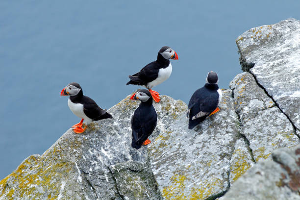 quatro pássaros na rocha com mar azul ao fundo. puffin atlântico, artica fratercula, pássaro bonito preto e branco artico com conta vermelha sentado na rocha, habitat natural, islândia. natureza da vida selvagem. - artica - fotografias e filmes do acervo