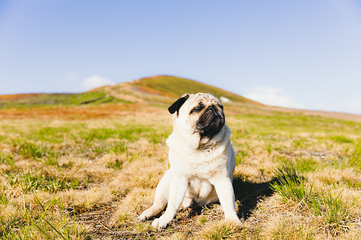Small beautiful serious dog - pug breed resting on the bright meadow enjoying the sunny morning in Carpathian Mountains, Ukraine