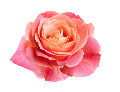 coral pink rose flower isolated on white background