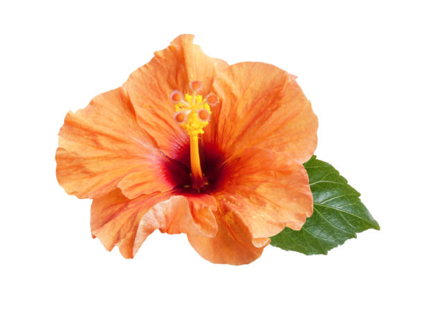 istock beautiful bright orange hibiscus flower isolated 1244900810