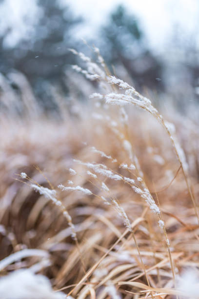 istock Dry wild flowers covered with fresh snow with a blurred background in a cold day 1244900830