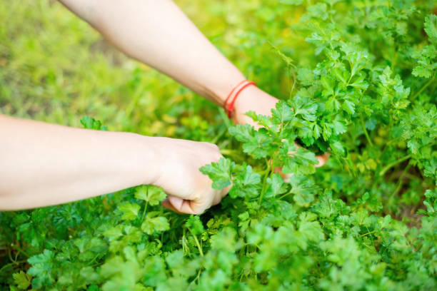 istock Crop person picking green herb 1244901277