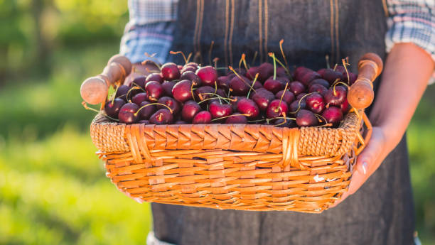 istock Farmer holds a basket of cherries 1244901399