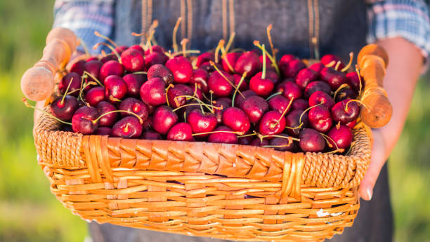 istock Farmer holds a basket of cherries 1244901413