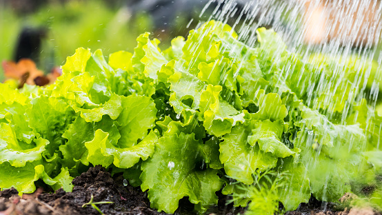 Water jets pour green lettuce bushes on the bed.