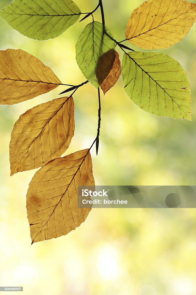 Scena d'autunno - Foto stock royalty-free di Albero