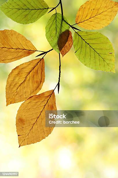 Scena Dautunno - Fotografie stock e altre immagini di Albero - Albero, Ambientazione esterna, Arancione