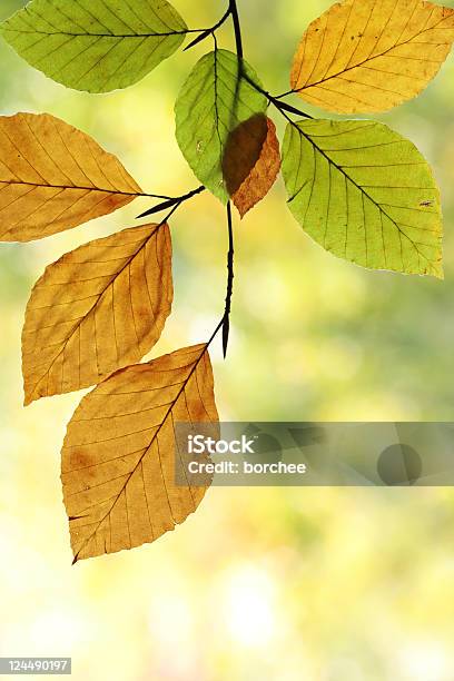 추절 풍경 가을에 대한 스톡 사진 및 기타 이미지 - 가을, 갈색, 계절