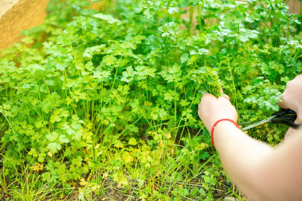 istock Crop gardener harvesting herb in yard 1244902066