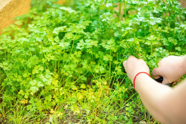 istock Crop gardener harvesting herb in yard 1244903235