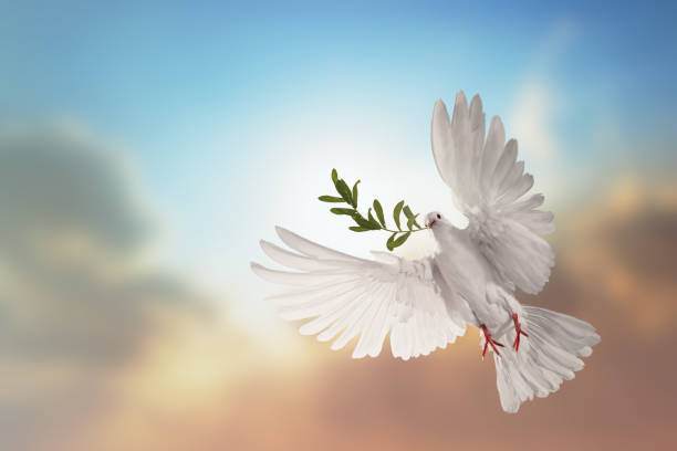 istock white dove or white pigeon carrying olive leaf branch on pastel background and clipping path and international day of peace 1244903268