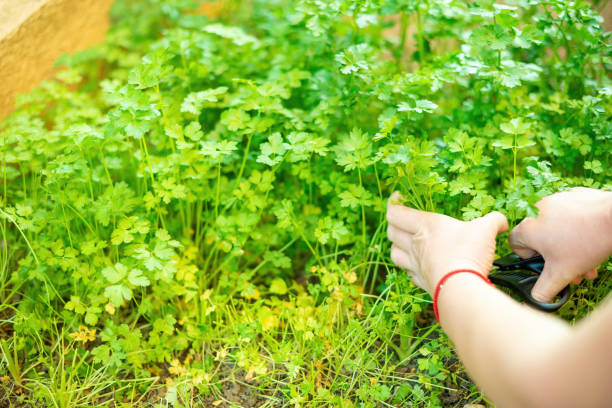 istock Crop gardener harvesting herb in yard 1244903271