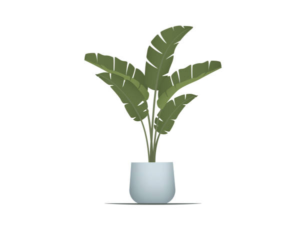 Strelitzia or Banana Plam planted ceramic pot on withe background Strelitzia or Banana Plam planted ceramic pot on withe background banana leaf stock illustrations