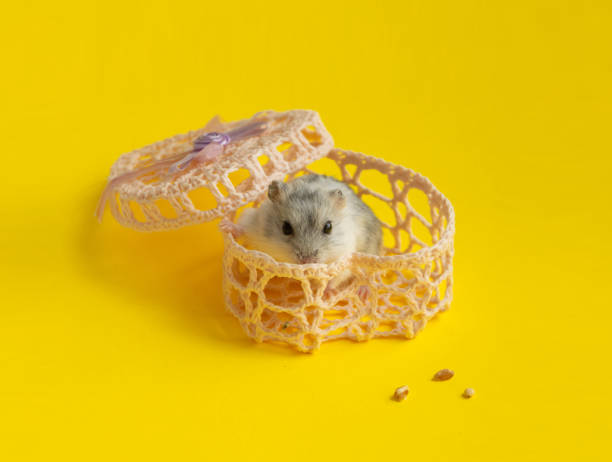 istock light grey small Dzungarian hamster sits in a light pink woven box on a uniform yellow background. domestic rodent pets 1244911403