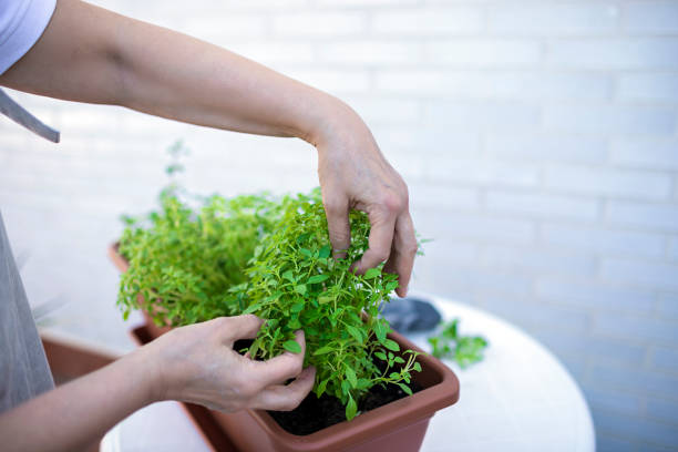 istock Woman reaching to snip culinary herb 1244912537