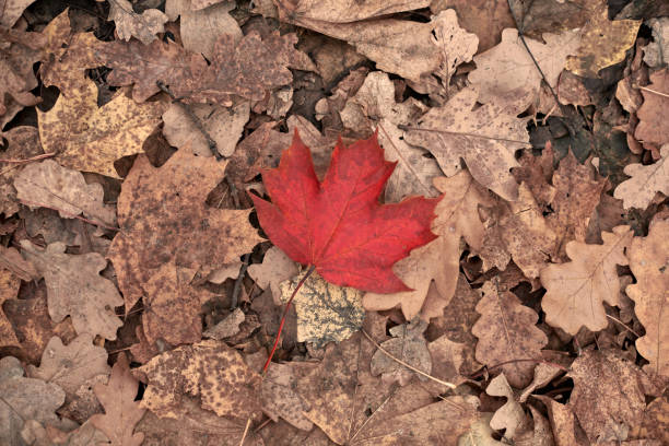 Red autumn leaf on yellow foliage background. Colorful fallen foliage, season change symbol. Design background pattern for seasonal use.