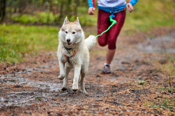 istock Canicross dog mushing race 1244922201