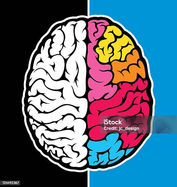 Prawej Mózgu - Stockowe grafiki wektorowe i więcej obrazów Prawa półkula mózgu - Prawa półkula mózgu, Anatomia człowieka, Grafika wektorowa