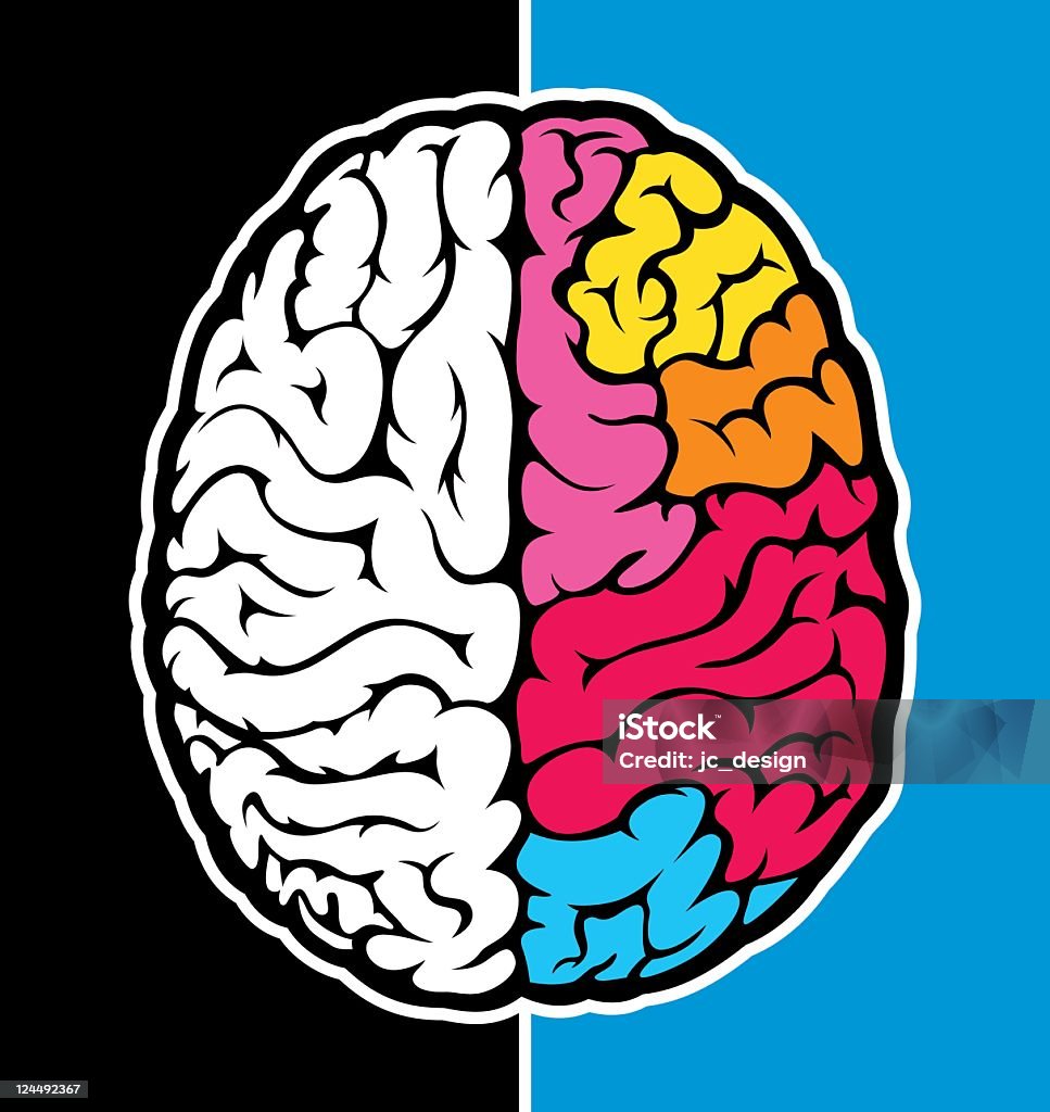 Право головного мозга - Векторная графика Правое полушар�ие мозга роялти-фри