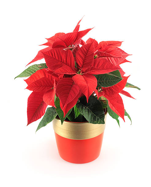 flor de nochebuena - poinsettia flower potted plant plant fotografías e imágenes de stock