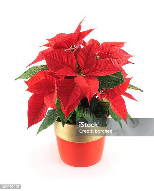 Poinsettia Stock Photo - Download Image Now - Poinsettia, Christmas, Flower