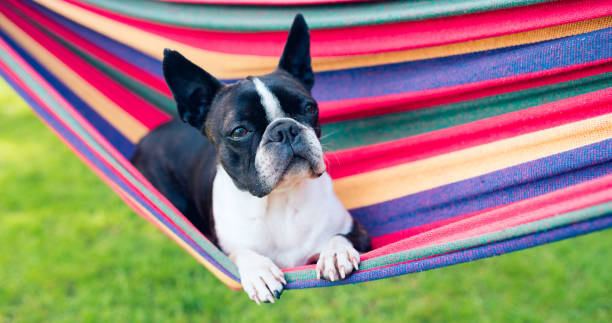 istock young sweet boston terrier relaxing on a hammock 1244932024