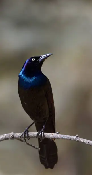 Photo of A common grackle perches on a branch.