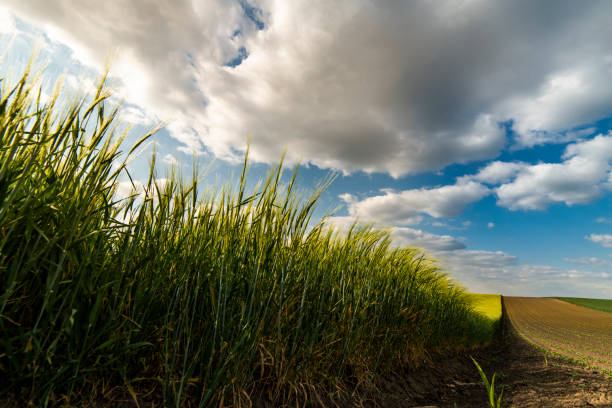 istock Young wheat field adn sky in early summer 1244933032