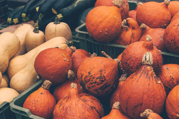Recently harvested pumpkins and squashes. Autumn background.