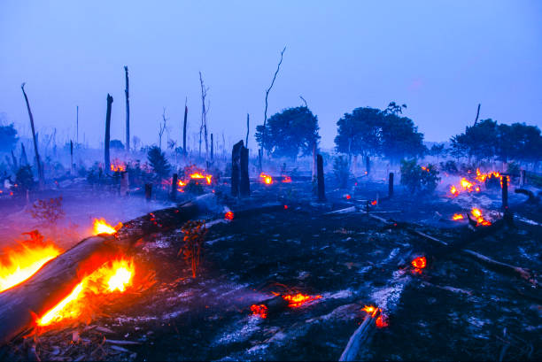 incêndio de desmatamento na amazônia. - deciduous tree tree trunk nature the natural world - fotografias e filmes do acervo