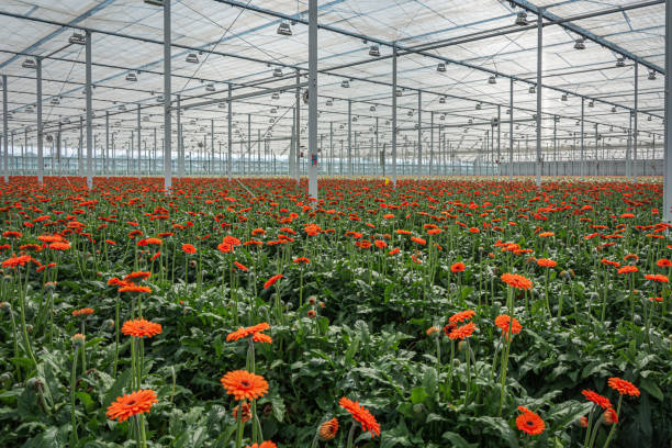 istock Flowering gerberas in a large greenhouse 1244935525
