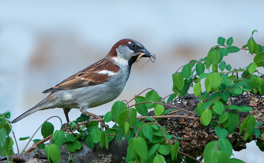 Selective focus on an adult song sparrow bird, Melospiza Melodia, perched on a branch