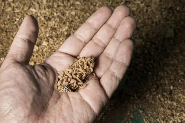 Black soldier fly larvae on human hand