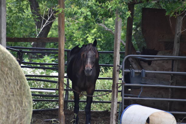 istock Horse in an old stable 1244936884