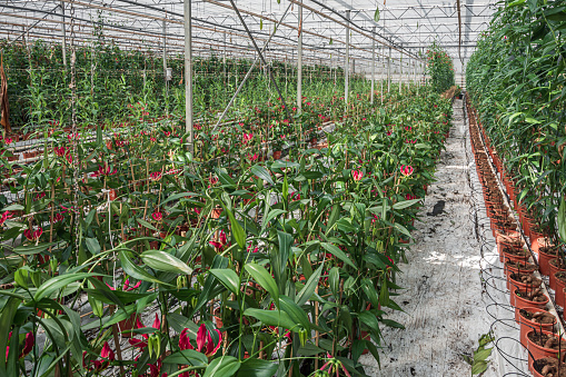 Flowering Gloriosa in a large greenhouse in The Netherlands