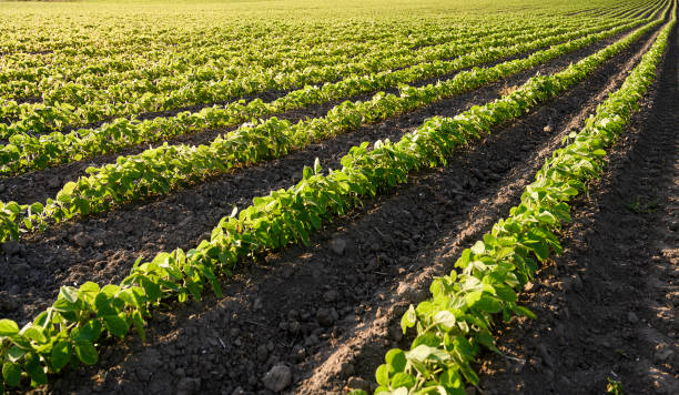 istock Open soybean field at sunset.Soybean field . 1244937155
