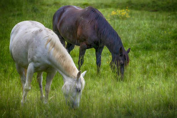 牧草地で放牧する2頭の馬をクローズアップ - horse close up non urban scene spring ストックフォトと画像