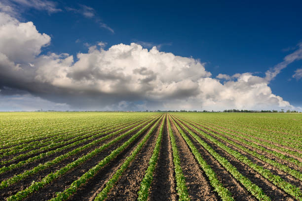 istock Image of rain-laden clouds arriving over a large soy plantation 1244937257