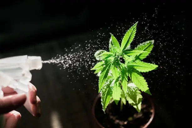 Photo of Hemp plant is sprayed with a spray bottle for pest control
