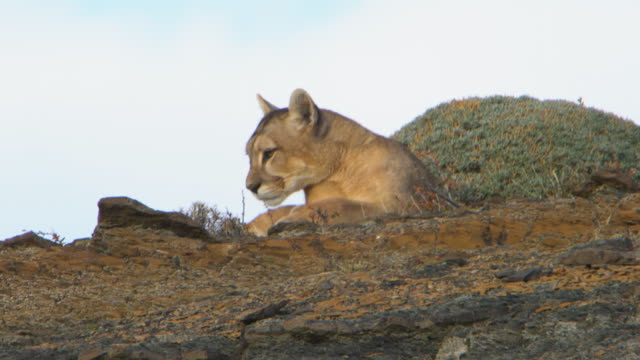 Puma resting in a rock of Torres del Paine National Park