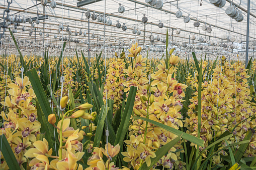 Growing yellow orchids in a huge greenhouse in The Netherlands